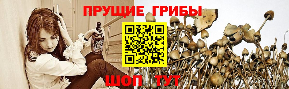 купить наркоту  Псилоцибиновые грибы GOLDEN TEACHER  Ревда  Вход с VPN  Псилоцибиновые грибы GOLDEN TEACHER 